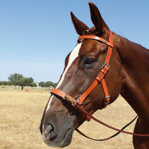 Viena Training Bridle